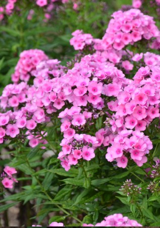 PHLOX paniculata Baby Face 